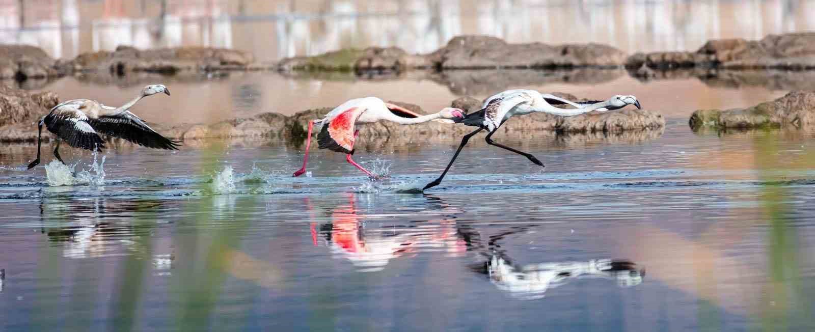 Bilinçsiz sulama, flamingoların durağı Kamış Gölü’nün kurumasına neden oldu
