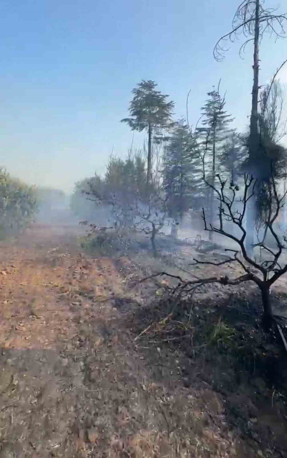 Yakılan anız ateşi zeytin ve narenciye bahçesine sıçradı
