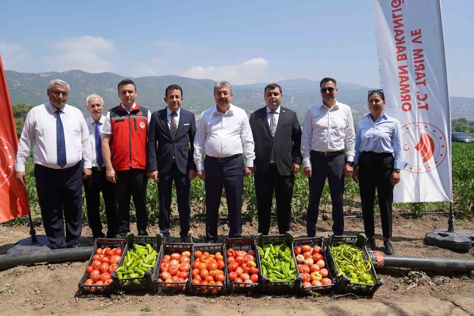 Osmaniye’de domates ve biber hasadı
