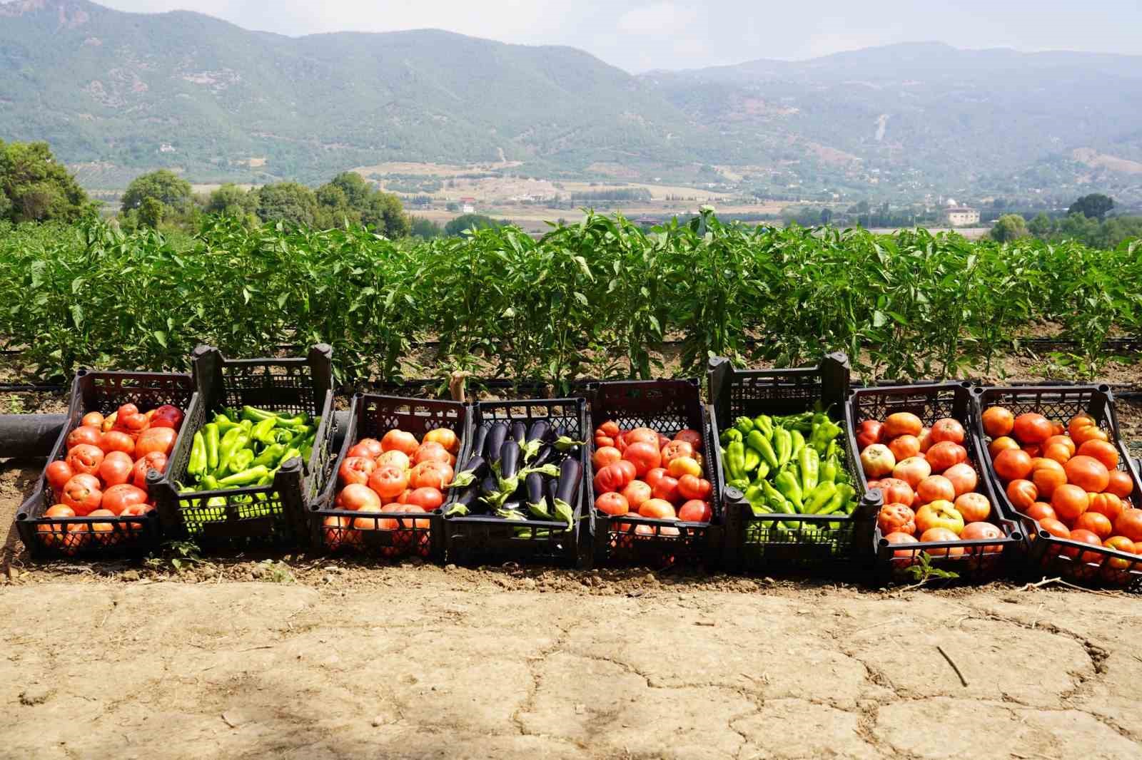 Osmaniye’de domates ve biber hasadı
