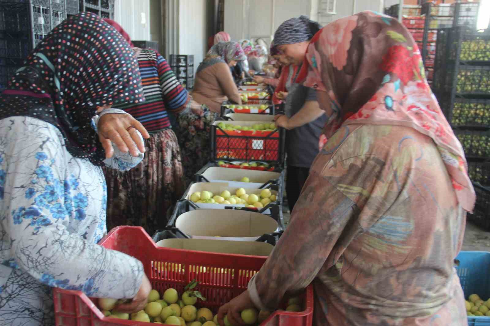 (ÖZEL) Coğrafi işarete sahip ’Bayramiç beyazı’nda bu yıl 20 bin ton ürün bekleniyor
