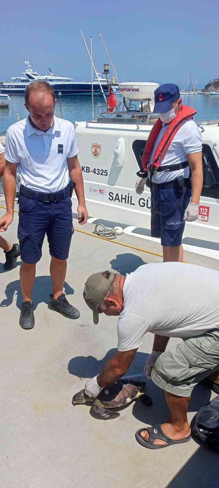 Kuşadası’nda 2 yeşil deniz kaplumbağası ölü bulundu
