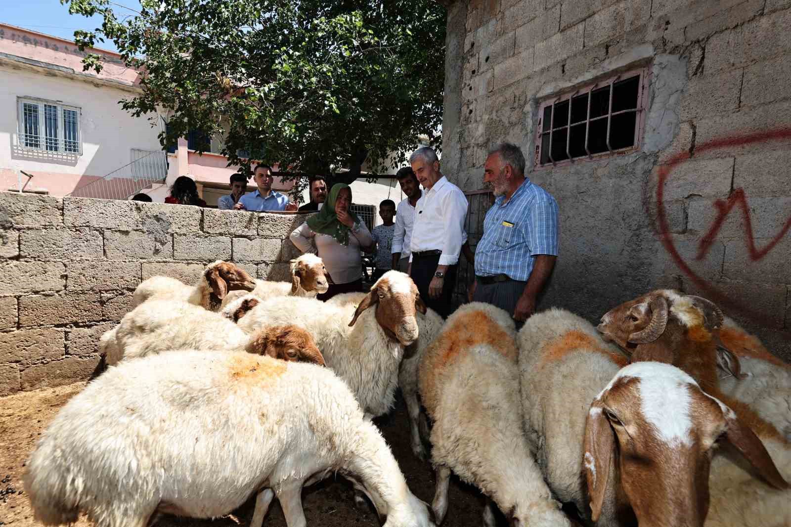 Belediyeden aldığı 16 koyunu 130’a çıkardı
