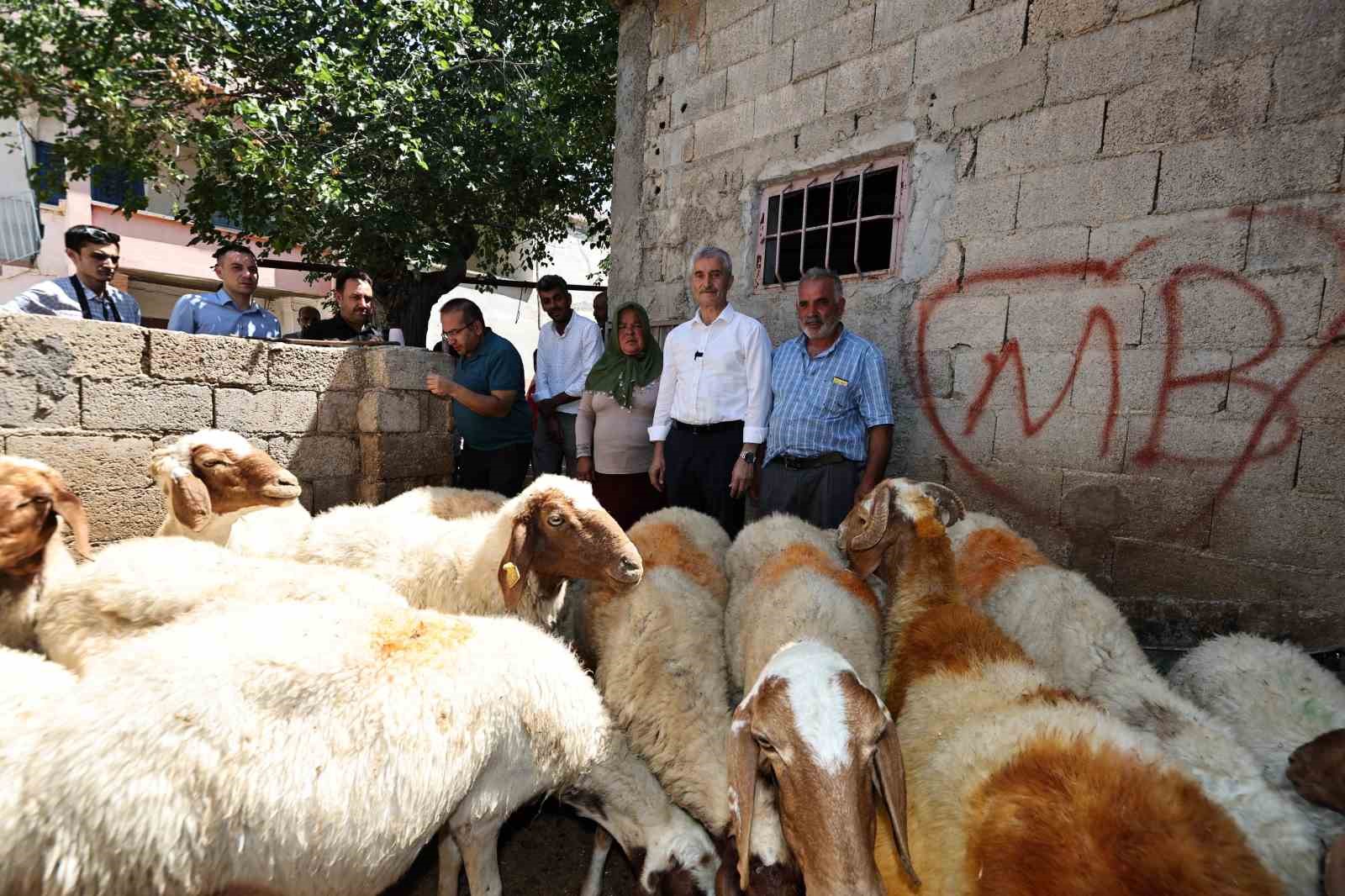 Belediyeden aldığı 16 koyunu 130’a çıkardı
