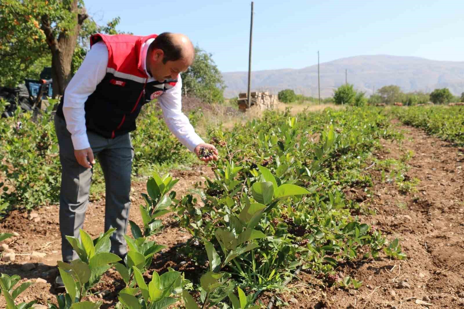 Erzincan’ın aronya üretimi ilgi görüyor
