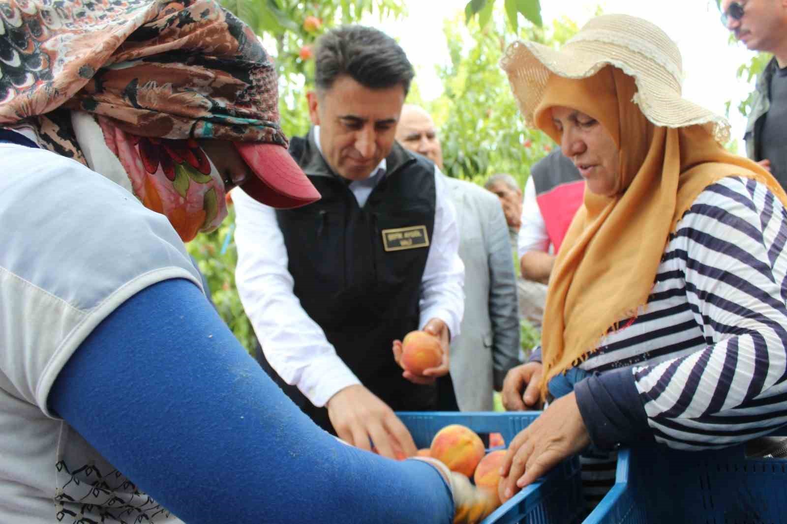 Bilecik’te hasat mesaisine başlayan şeftali üreticisinin yüzü gülüyor
