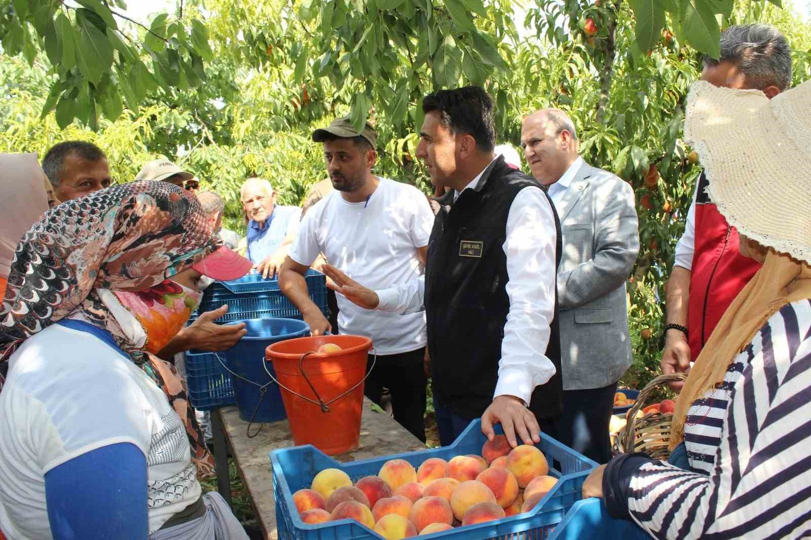 Bilecik’te hasat mesaisine başlayan şeftali üreticisinin yüzü gülüyor
