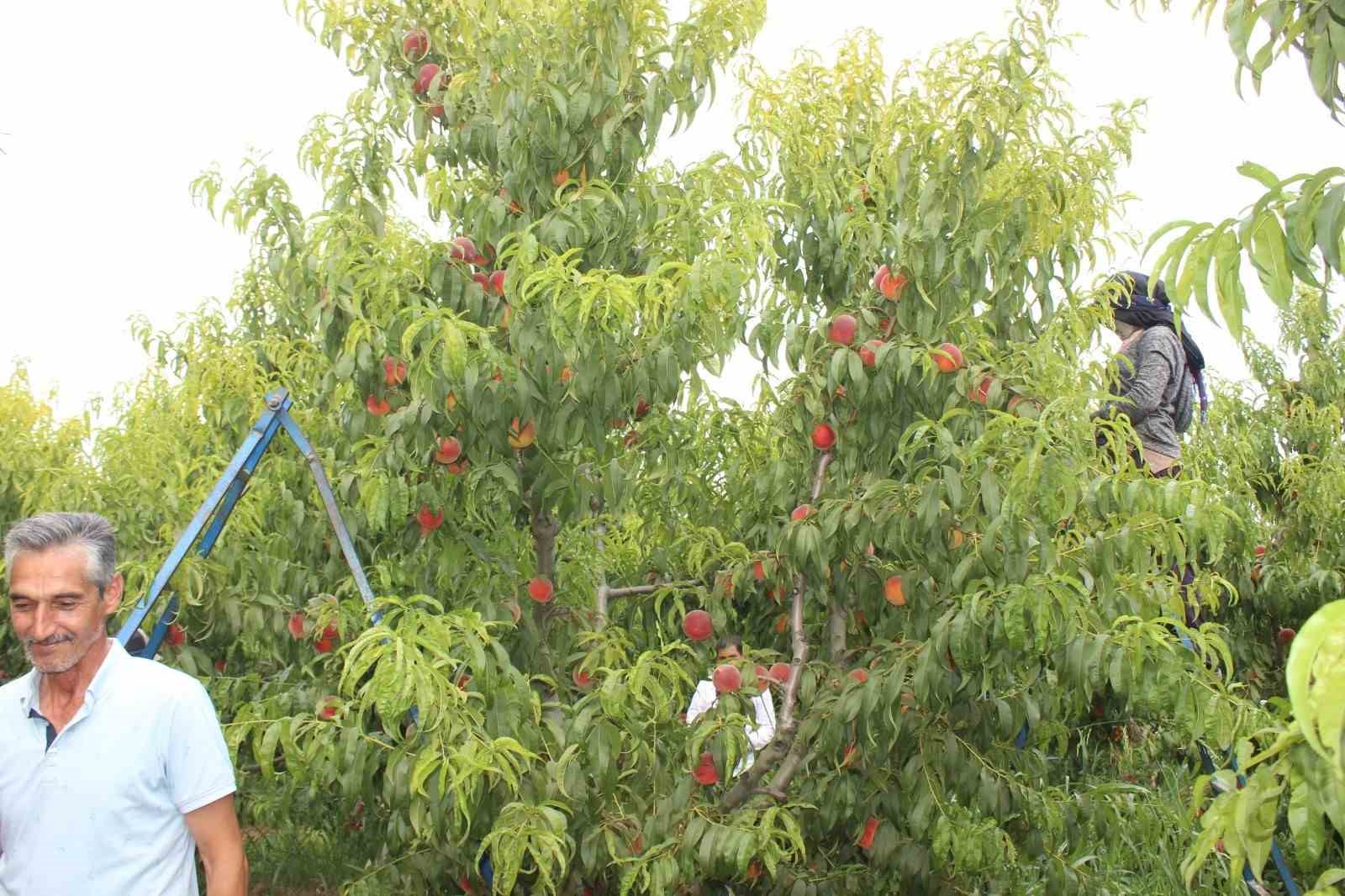 Bilecik’te hasat mesaisine başlayan şeftali üreticisinin yüzü gülüyor
