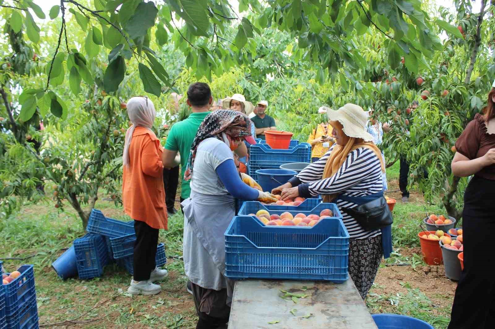 Bilecik’te hasat mesaisine başlayan şeftali üreticisinin yüzü gülüyor
