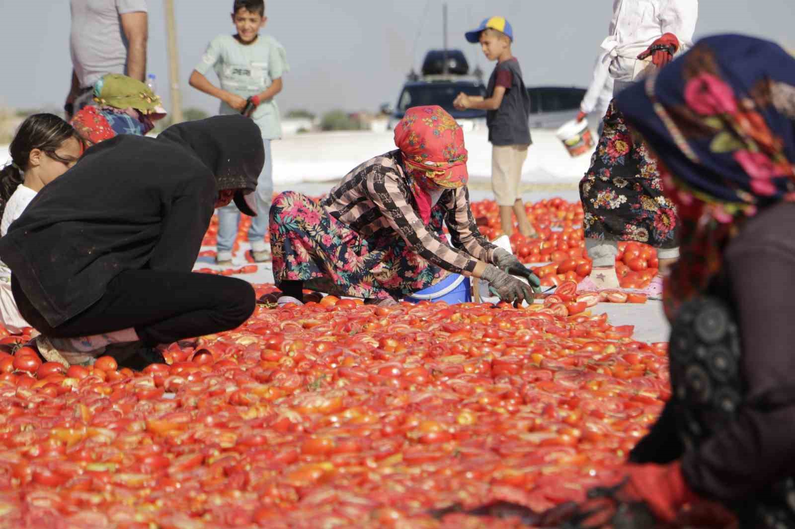 Diyarbakır’da kavurucu sıcakta işçilerin kurutmalık domates mesaisi başladı
