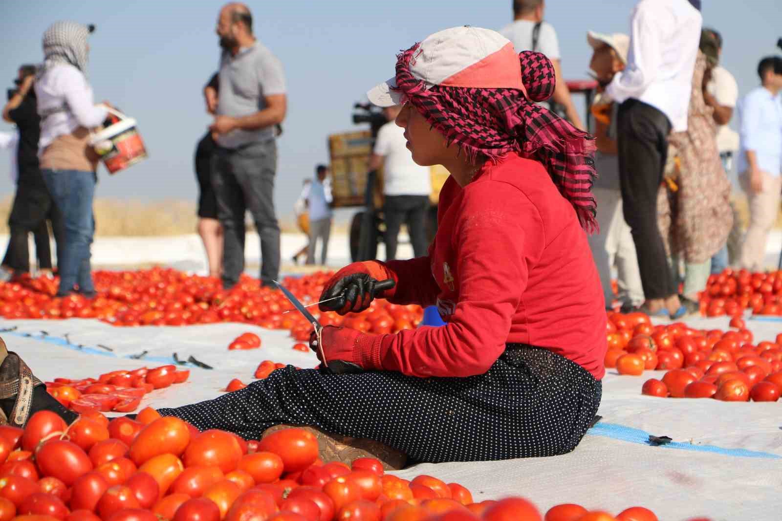 Diyarbakır’da kavurucu sıcakta işçilerin kurutmalık domates mesaisi başladı
