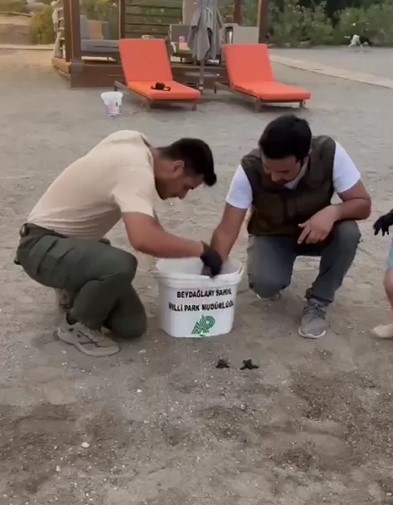 Sahilde mahsur kalan 23 caretta caretta yavrusu denize ulaştırıldı
