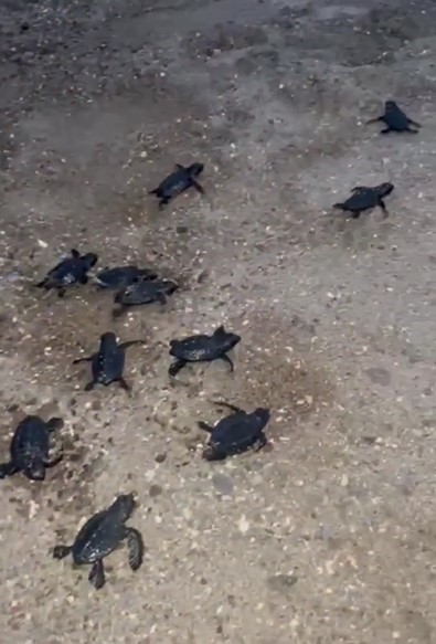 Sahilde mahsur kalan 23 caretta caretta yavrusu denize ulaştırıldı
