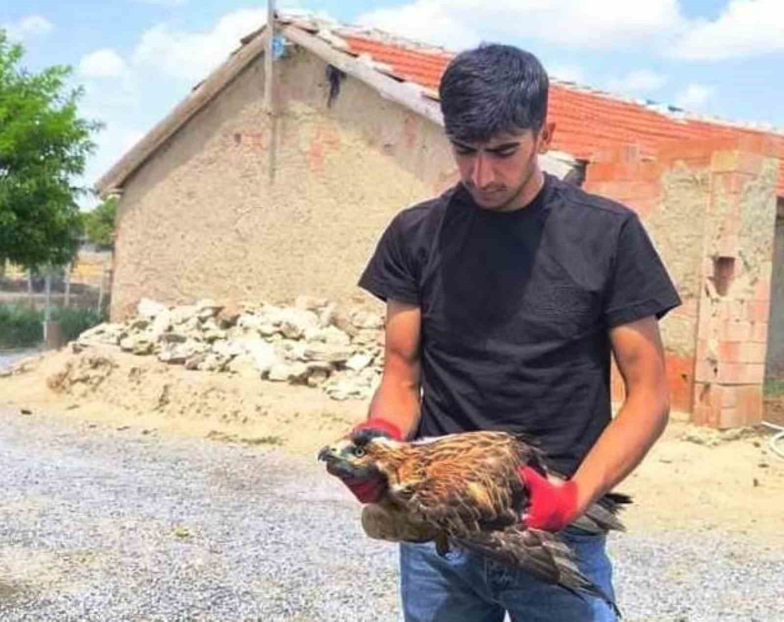 Arazide bulduğu yaralı şahini doğa koruma ekiplerine teslim etti
