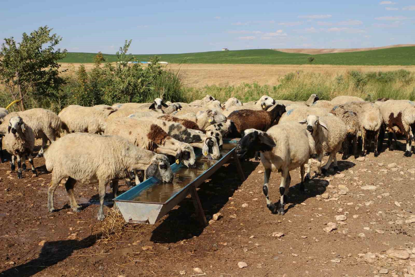 Diyarbakır’ın yaylalarında konargöçer aileler zorlu yaşamını idame ettiriyor
