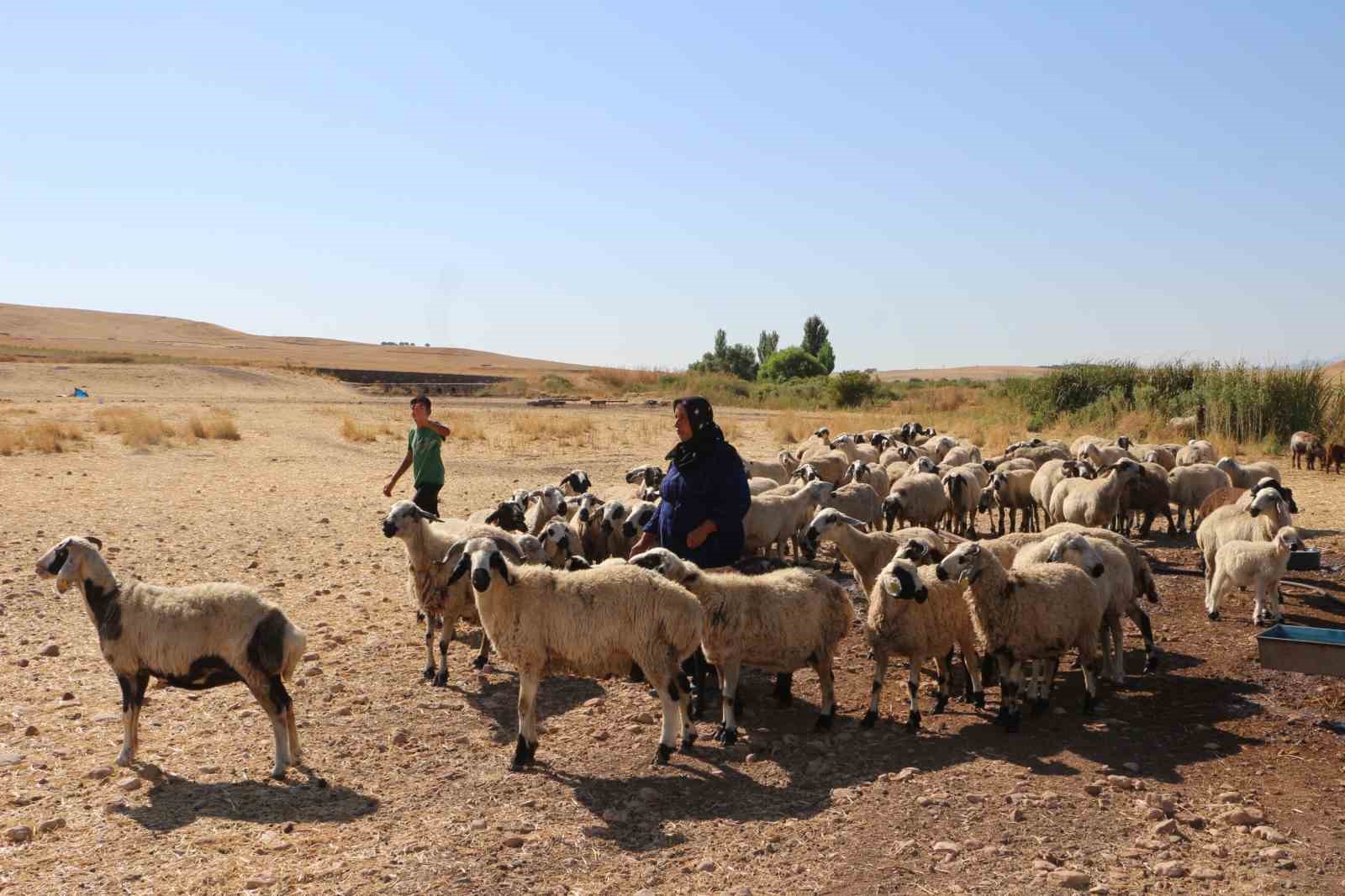 Diyarbakır’ın yaylalarında konargöçer aileler zorlu yaşamını idame ettiriyor
