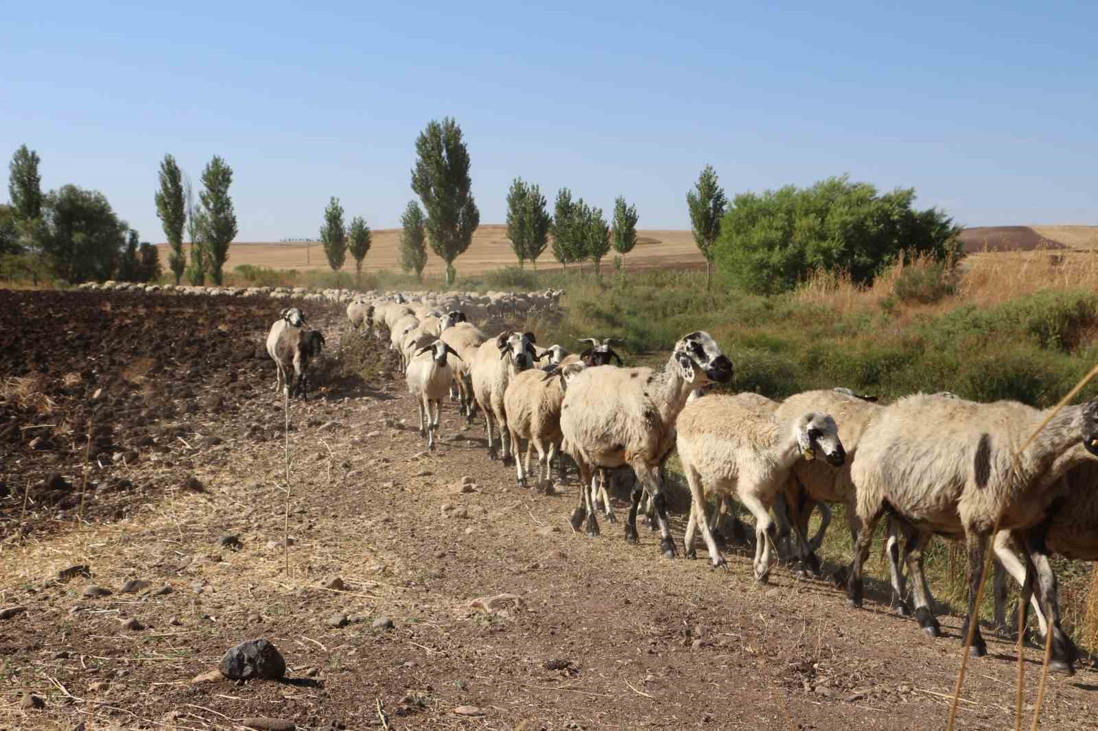 Diyarbakır’ın yaylalarında konargöçer aileler zorlu yaşamını idame ettiriyor
