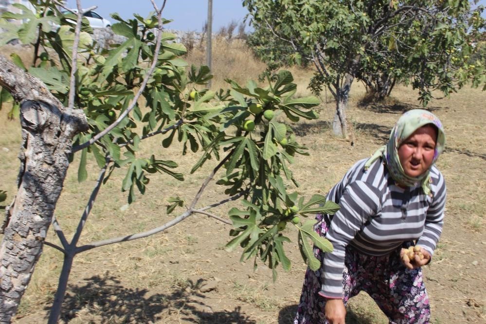 Aydın’da incir hasadı başladı
