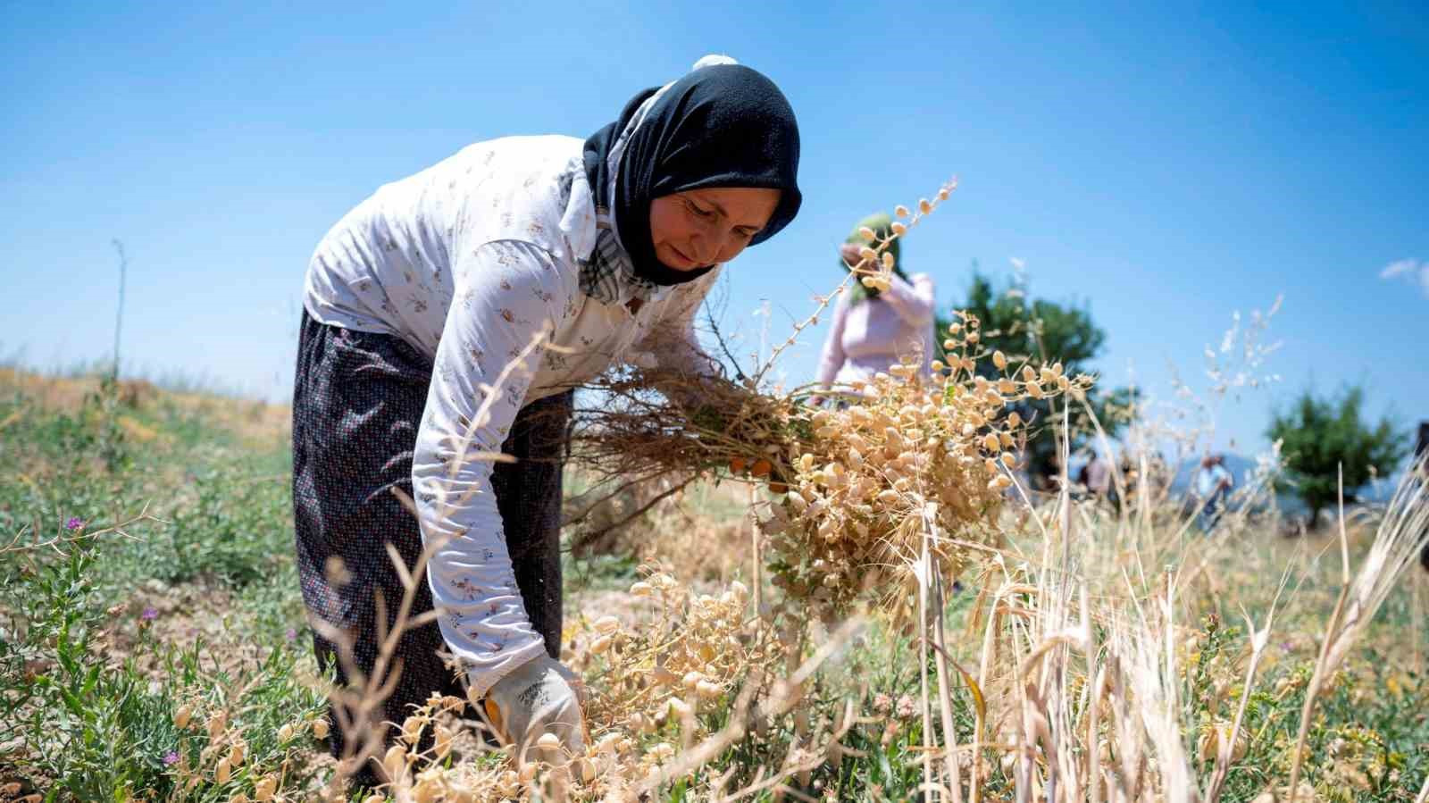 Mersin’de nohut hasadı başladı
