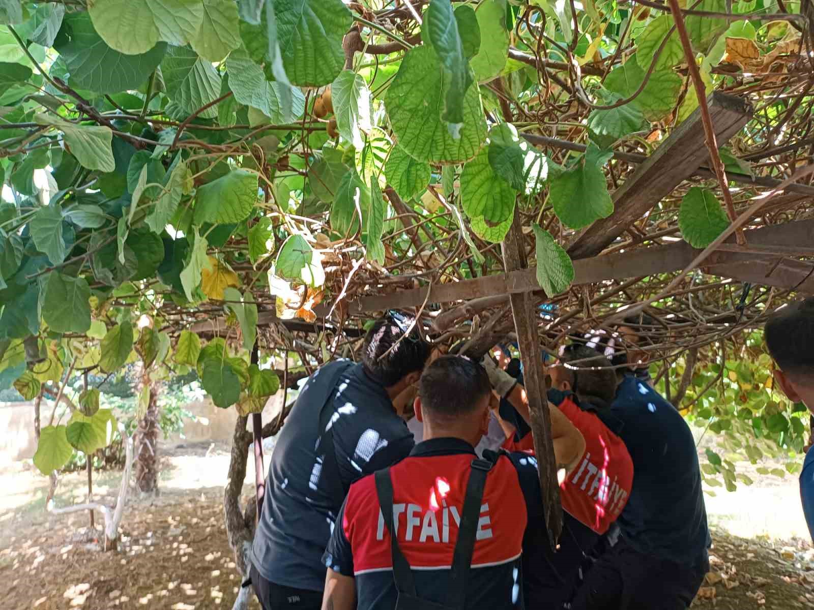 Yalova’da 5’inci kattan düşen çocuğu kivi asması kurtardı
