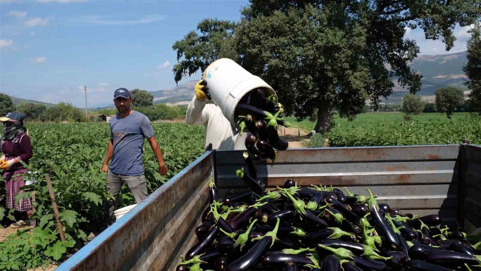 Bursa patlıcanında hasat şenliği
