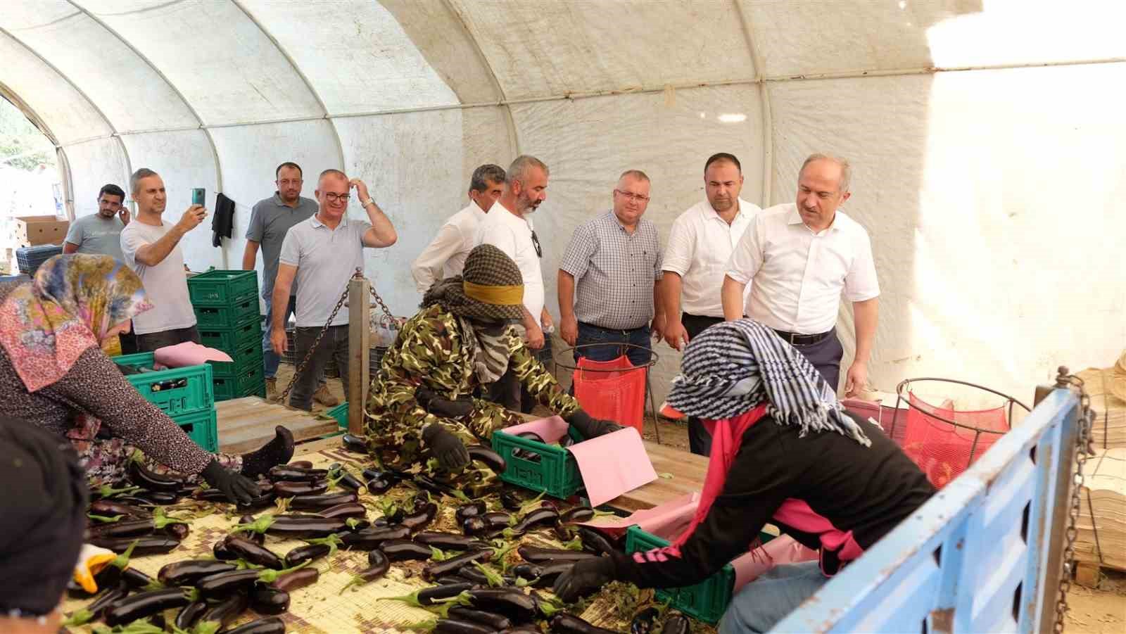 Bursa patlıcanında hasat şenliği
