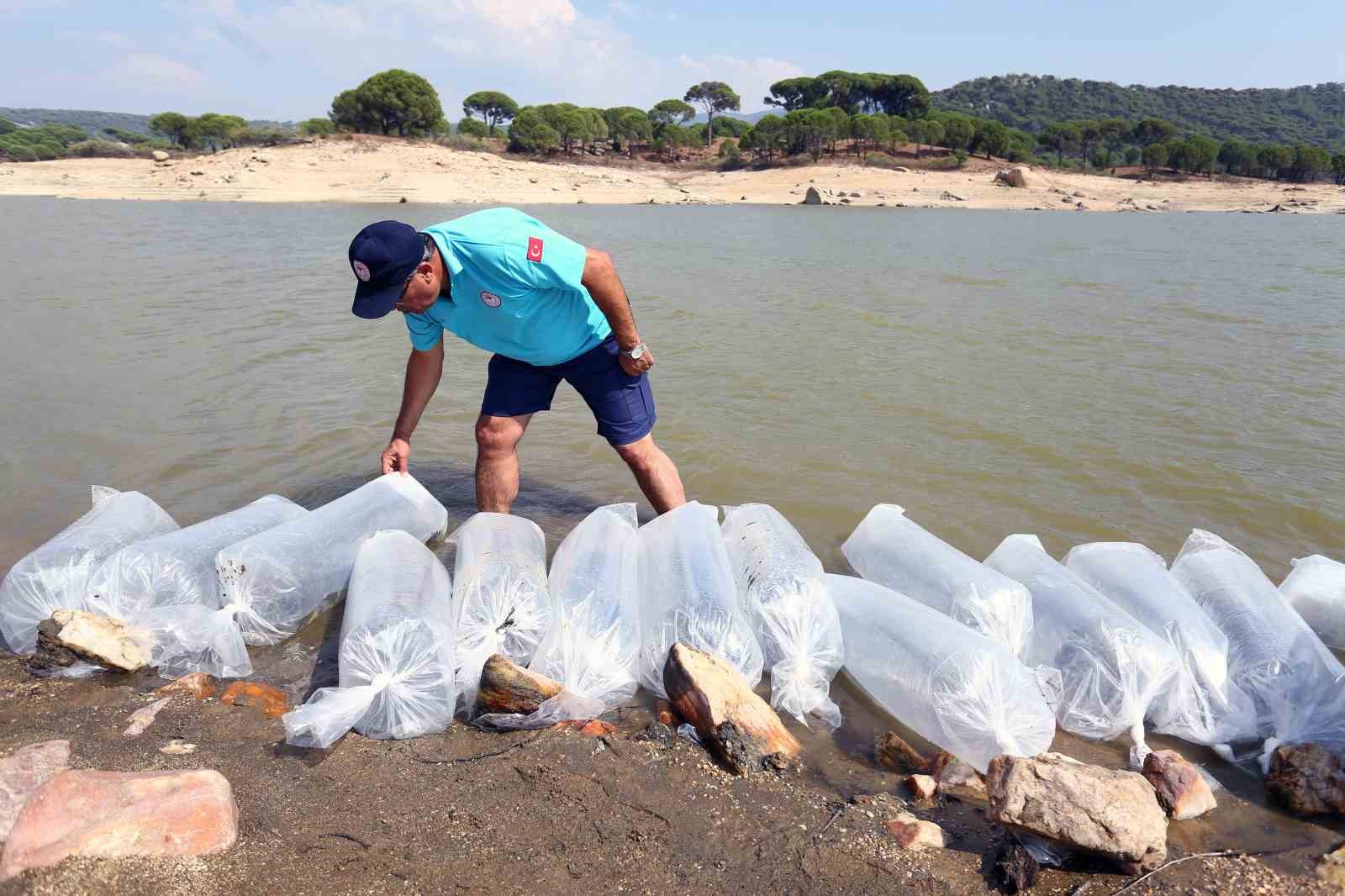 Muğla’daki baraj ve göletlere 370 bin sazan yavrusu bırakıldı
