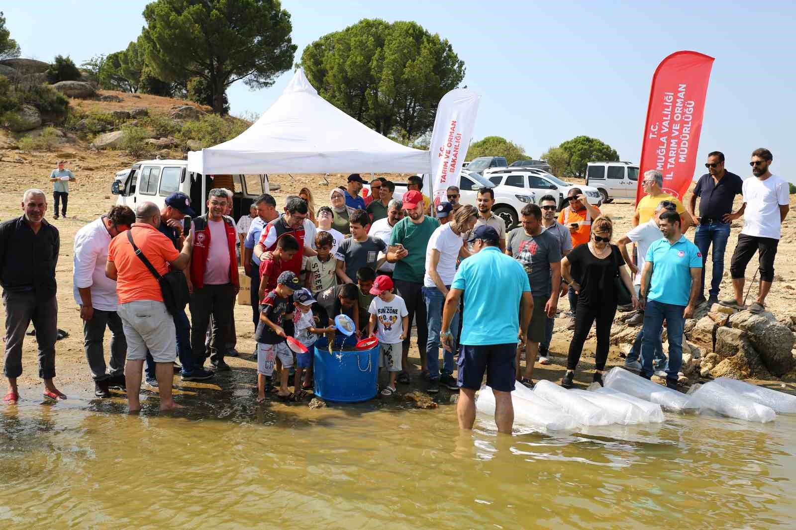 Muğla’daki baraj ve göletlere 370 bin sazan yavrusu bırakıldı
