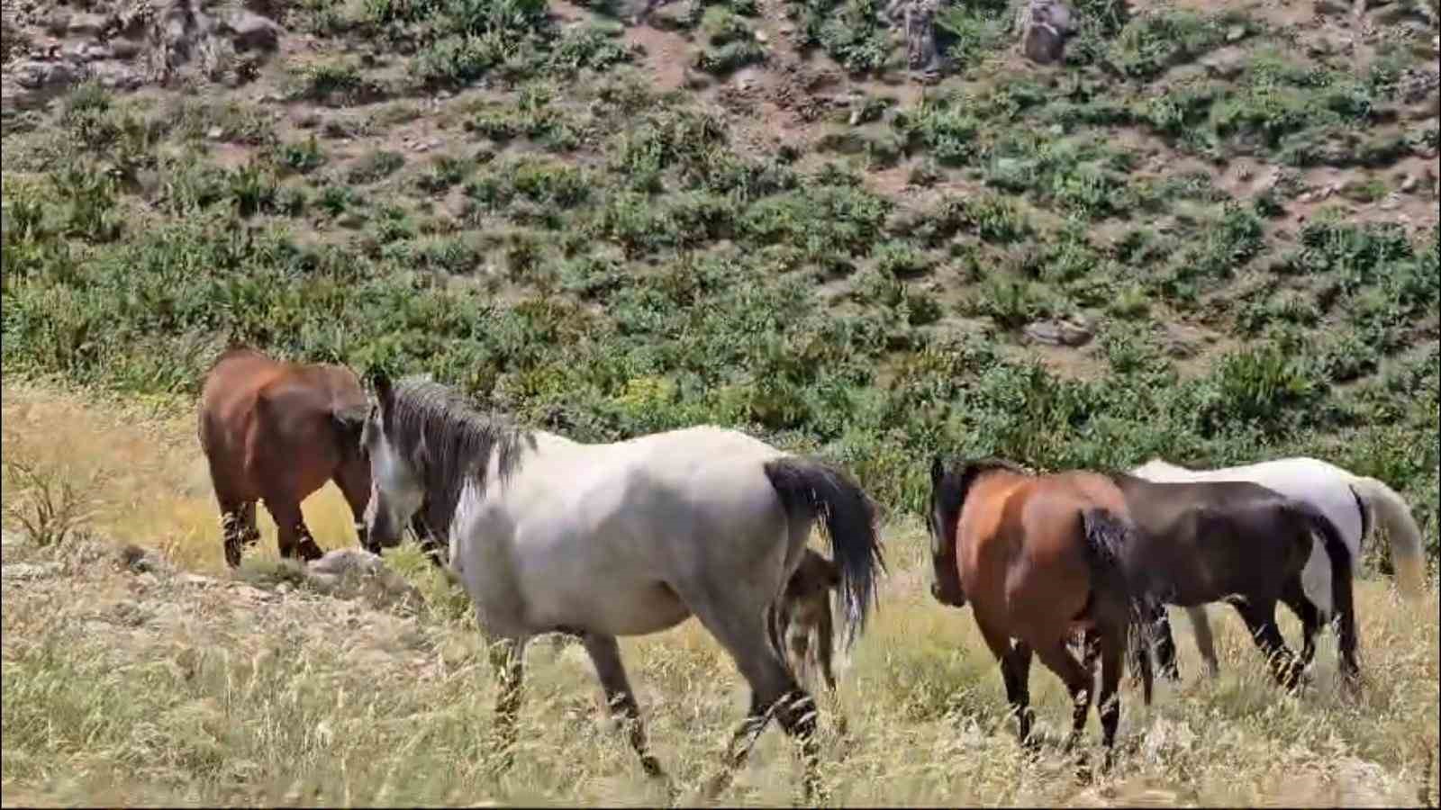 Zoveser doğasıyla ziyaretçilerini büyülüyor
