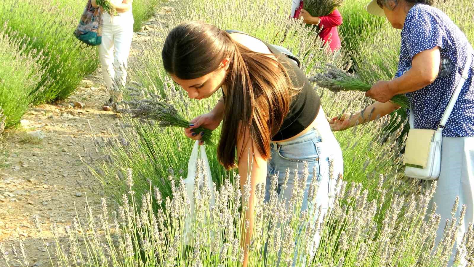 Muğla Büyükşehir Belediyesi’nden lavanta şenliği
