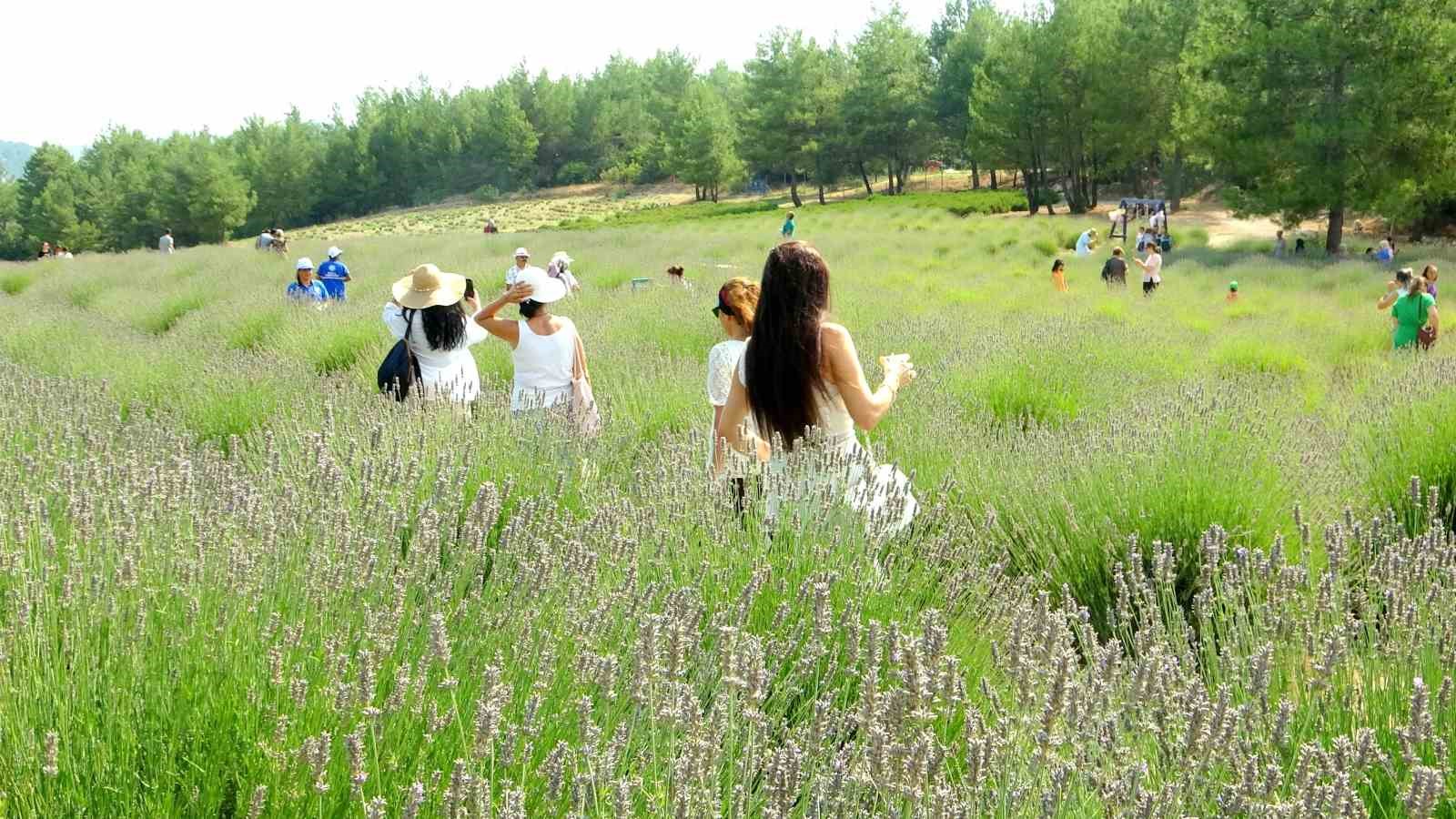 Muğla Büyükşehir Belediyesi’nden lavanta şenliği
