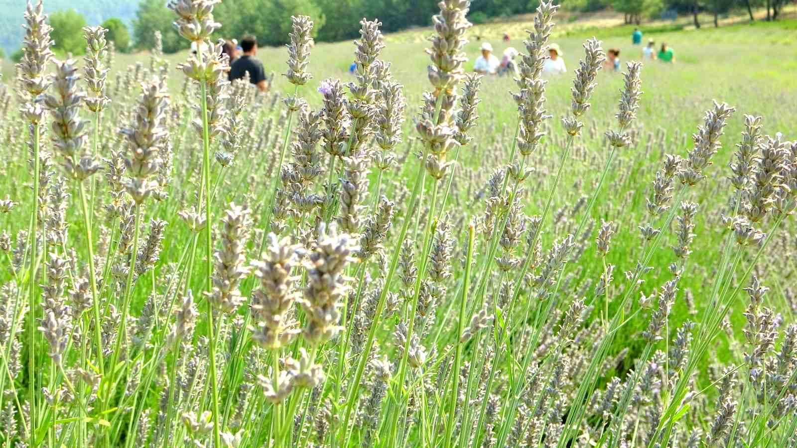 Muğla Büyükşehir Belediyesi’nden lavanta şenliği
