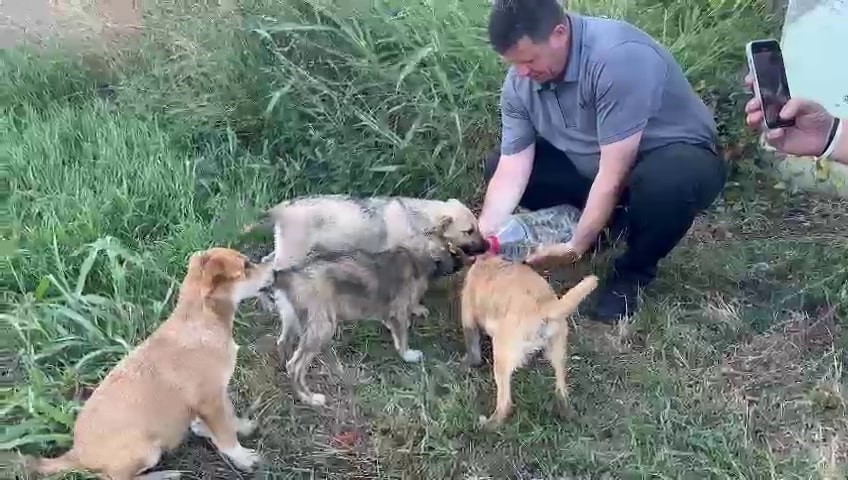 Belediye başkanından örnek davranış: Yavru köpeklere elleriyle su içirdi
