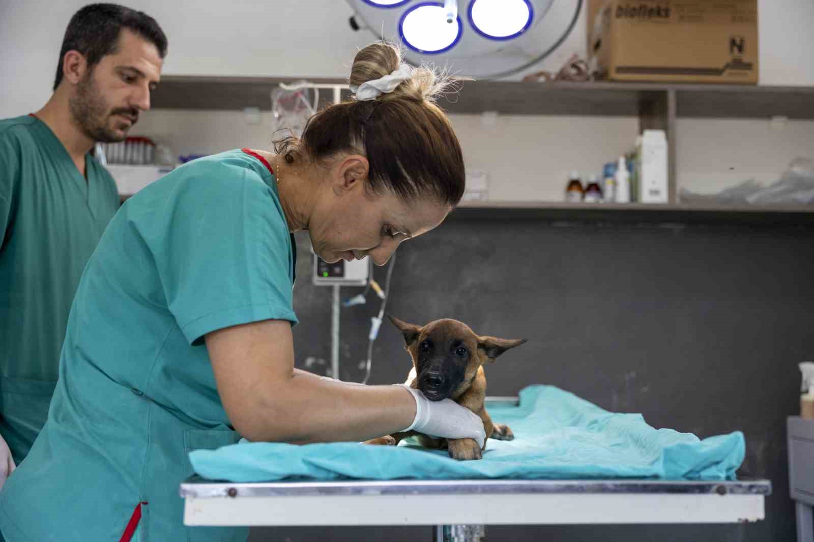 Sahibi tarafından terk edilen köpek, bakımevindeki tedaviyle iyileşiyor
