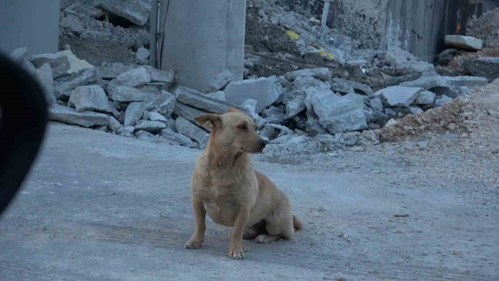 (Özel) Bir köpek dehşeti de Bursa’dan...
