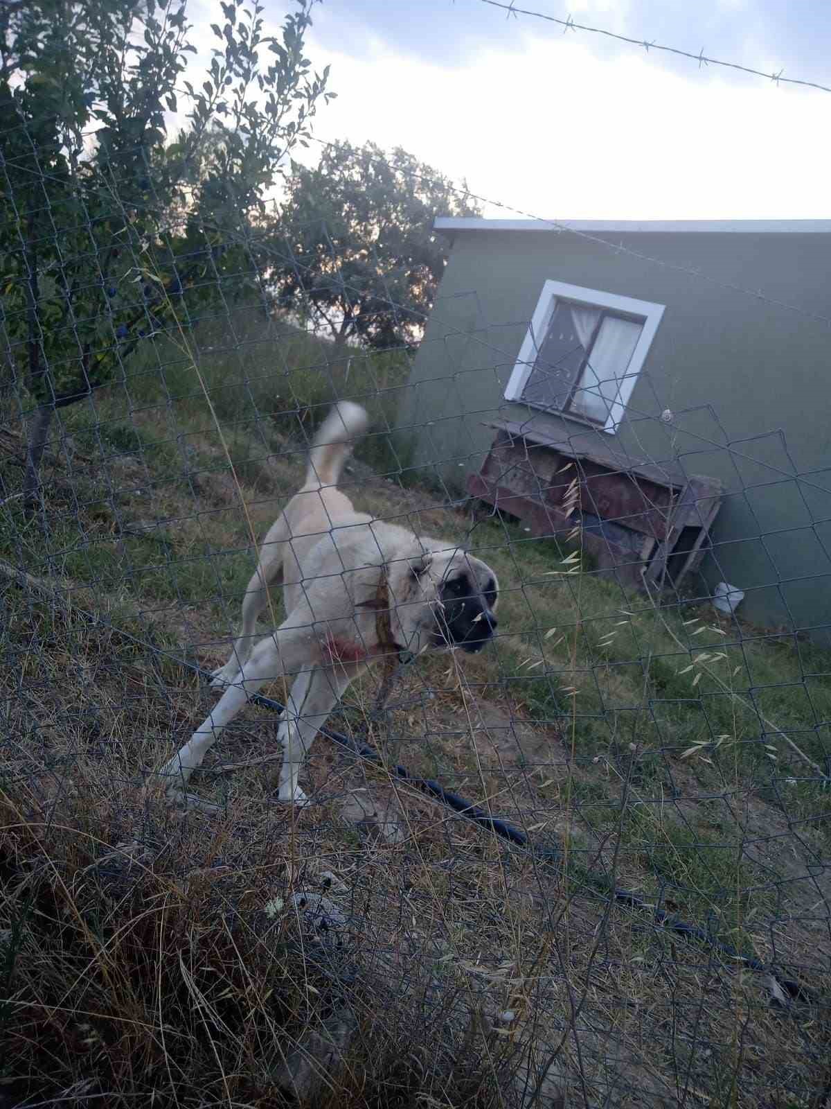 (Özel) Bir köpek dehşeti de Bursa’dan...
