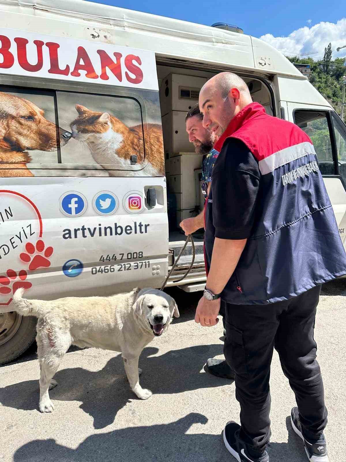 Artvin’de kuduz şüphesi
