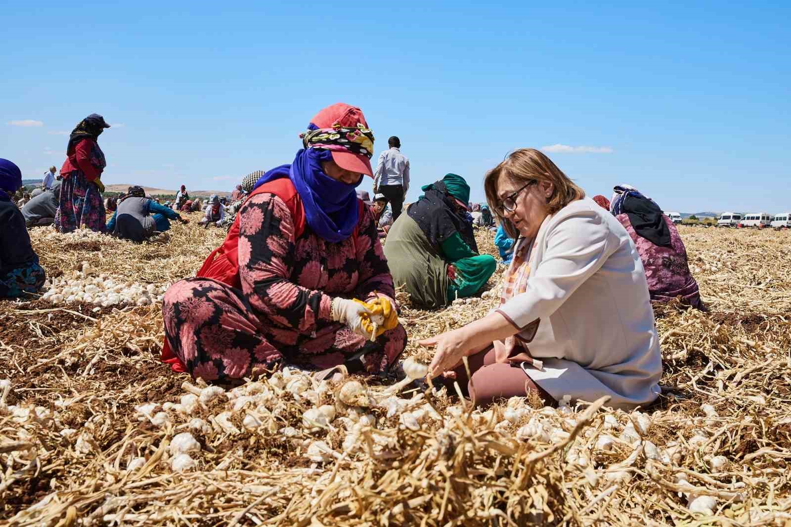 Büyükşehir ile çiftçinin yüzü gülüyor tarıma destek artarak sürüyor
