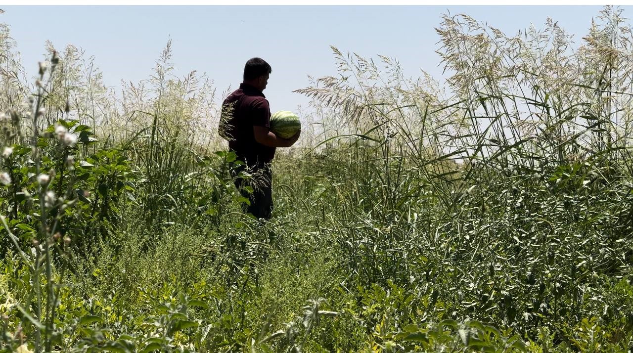 Şanlıurfa’da yerli karpuzun hasadına başlandı
