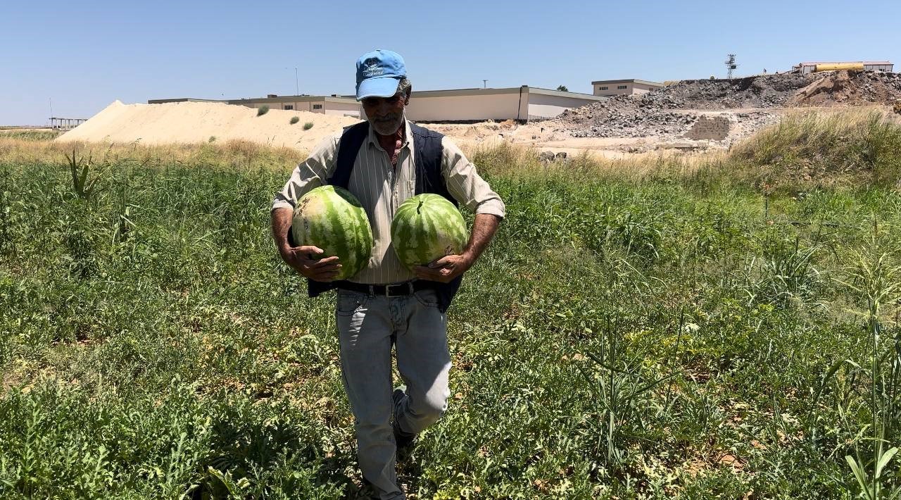 Şanlıurfa’da yerli karpuzun hasadına başlandı
