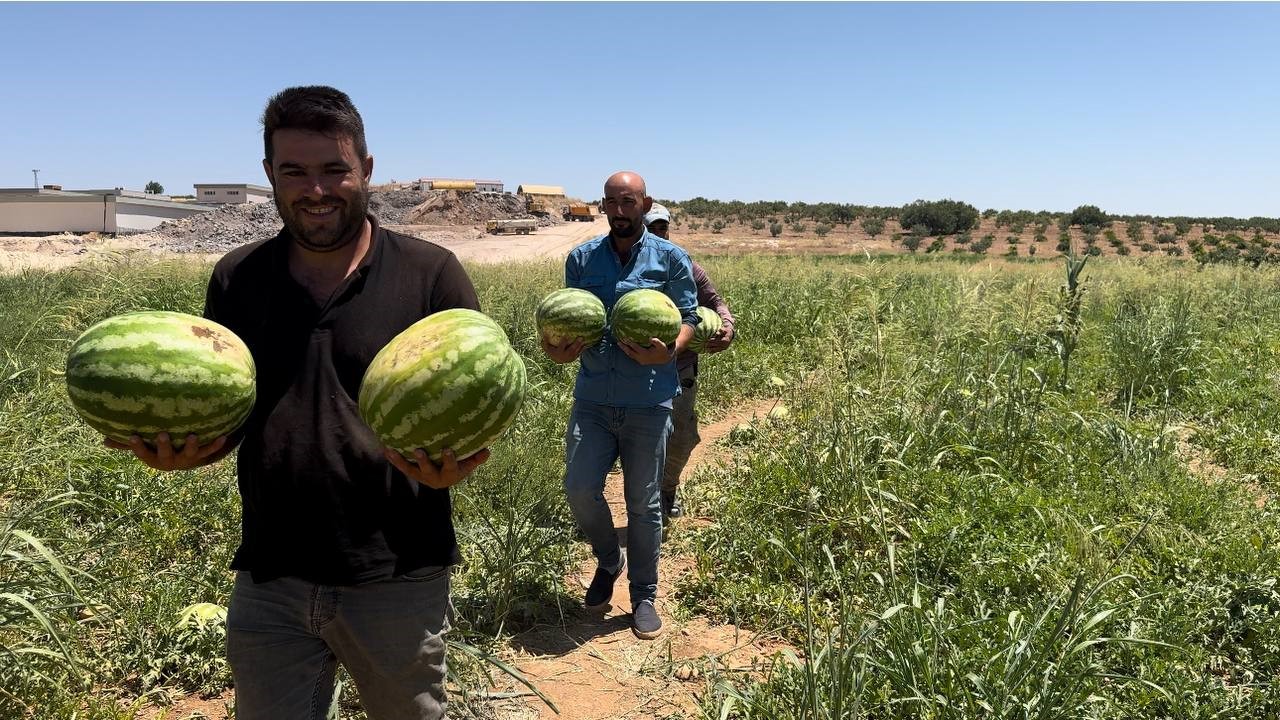 Şanlıurfa’da yerli karpuzun hasadına başlandı
