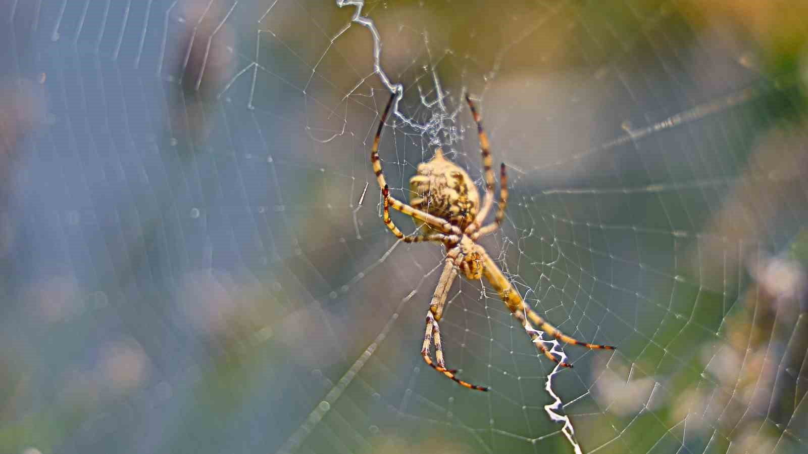 Dünyanın en zehirli örümceklerinden ’loplu örümcek’ Aksaray’da görüldü
