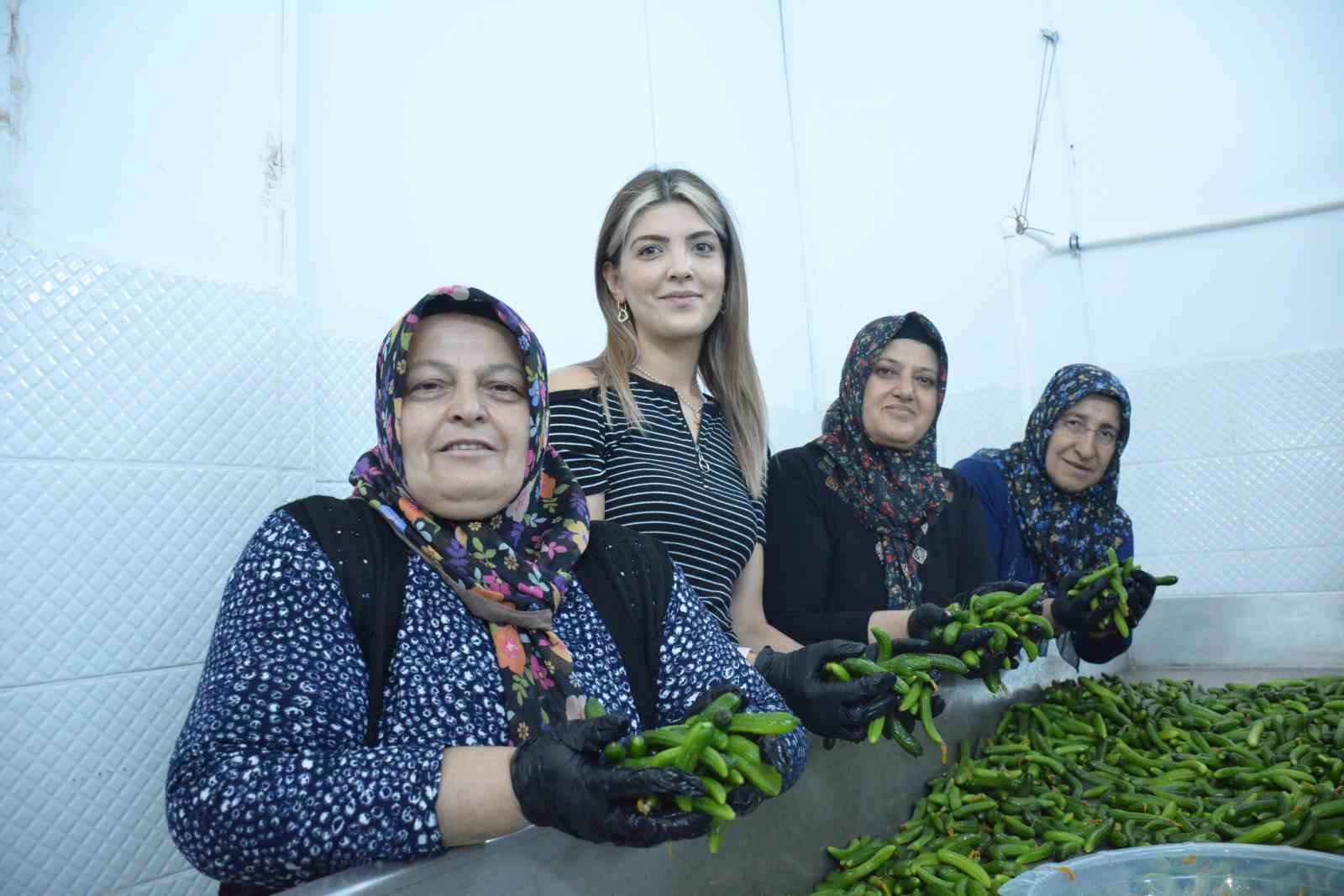 Tarladan sofraya Çubuk turşusunun hikayesi
