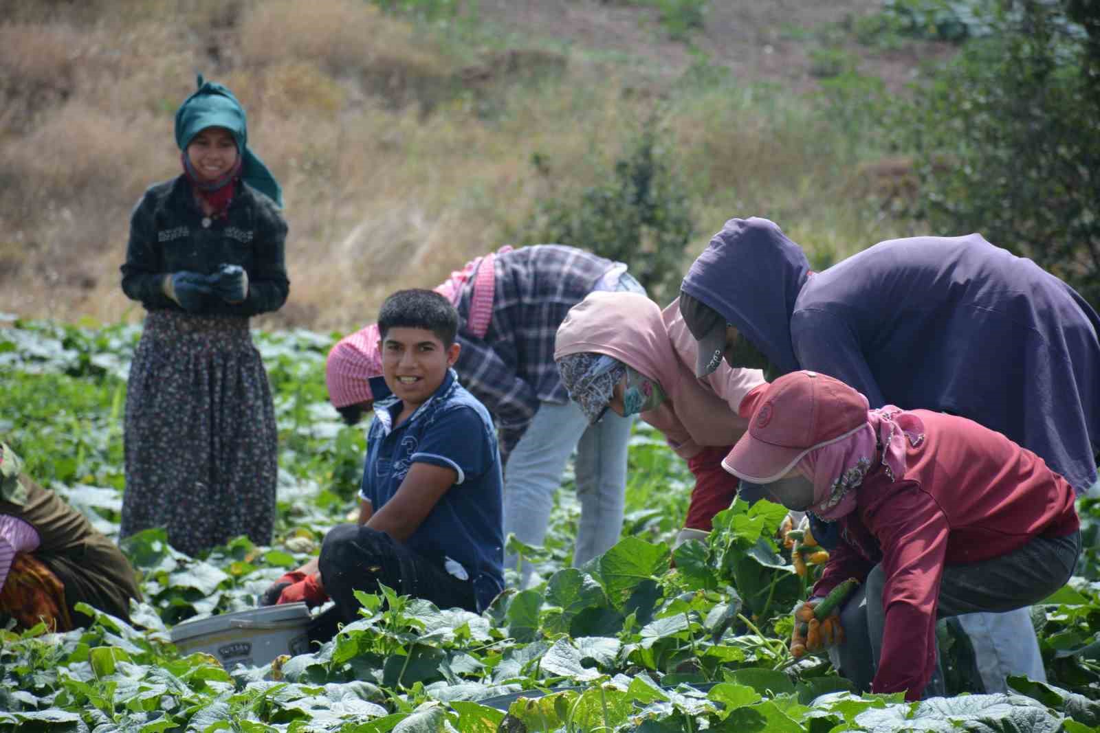 Tarladan sofraya Çubuk turşusunun hikayesi
