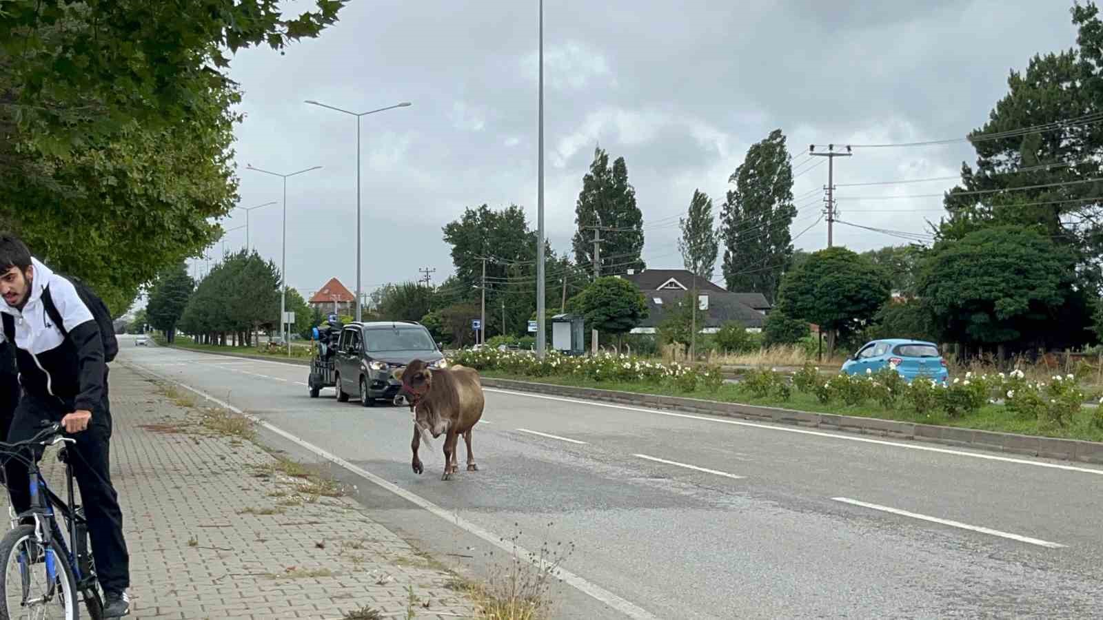 İnek araçlara aldırış etmeden trafiği tehlikeye soktu
