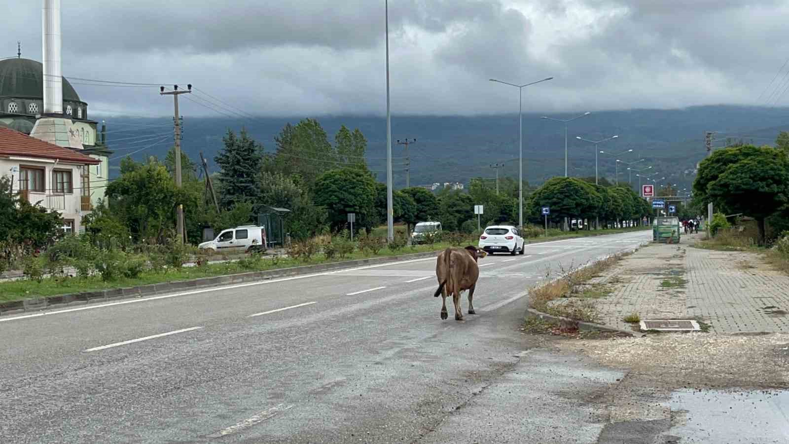 İnek araçlara aldırış etmeden trafiği tehlikeye soktu
