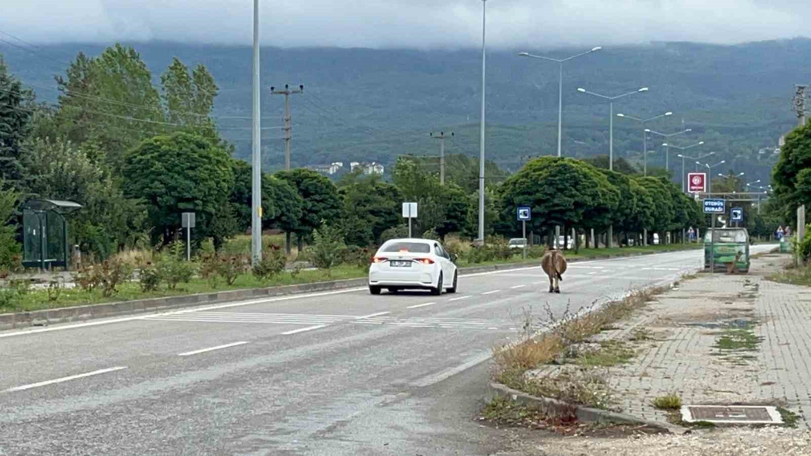 İnek araçlara aldırış etmeden trafiği tehlikeye soktu
