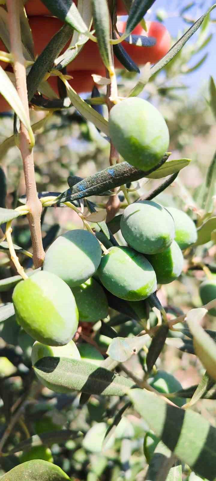 Didim’de zeytin sineğiyle mücadele devam ediyor
