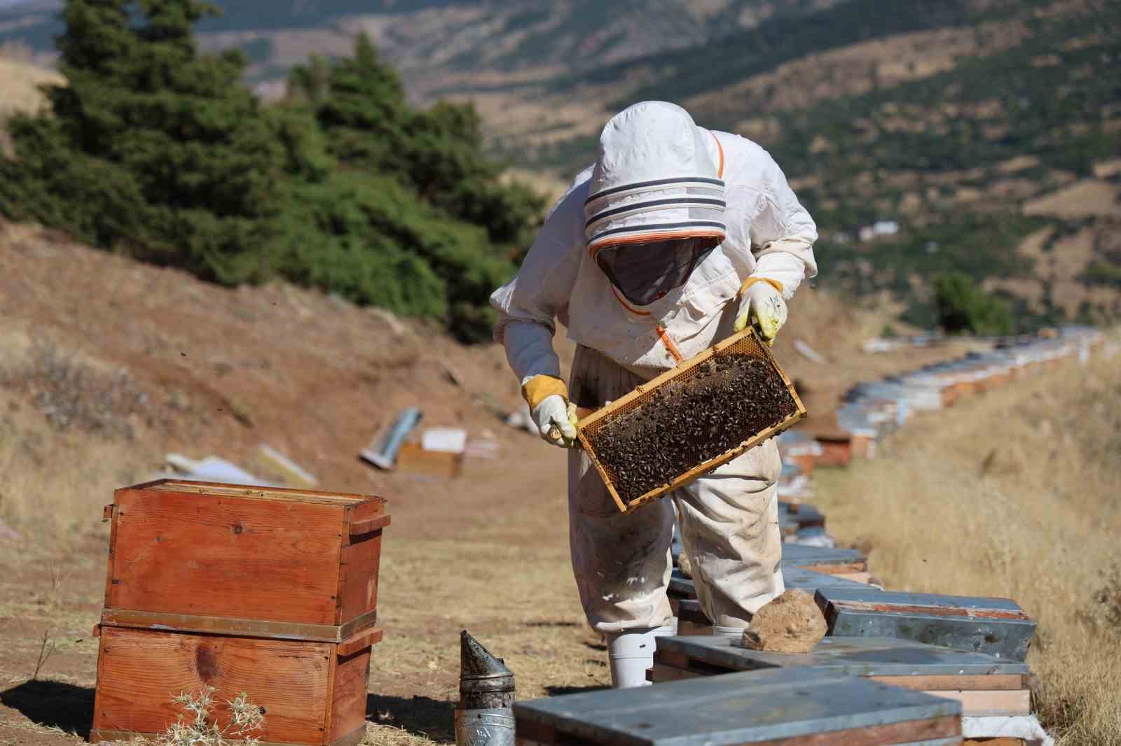 Küresel ısınma arıcıları vurdu, rekoltede bin tondan 500 tona düştü
