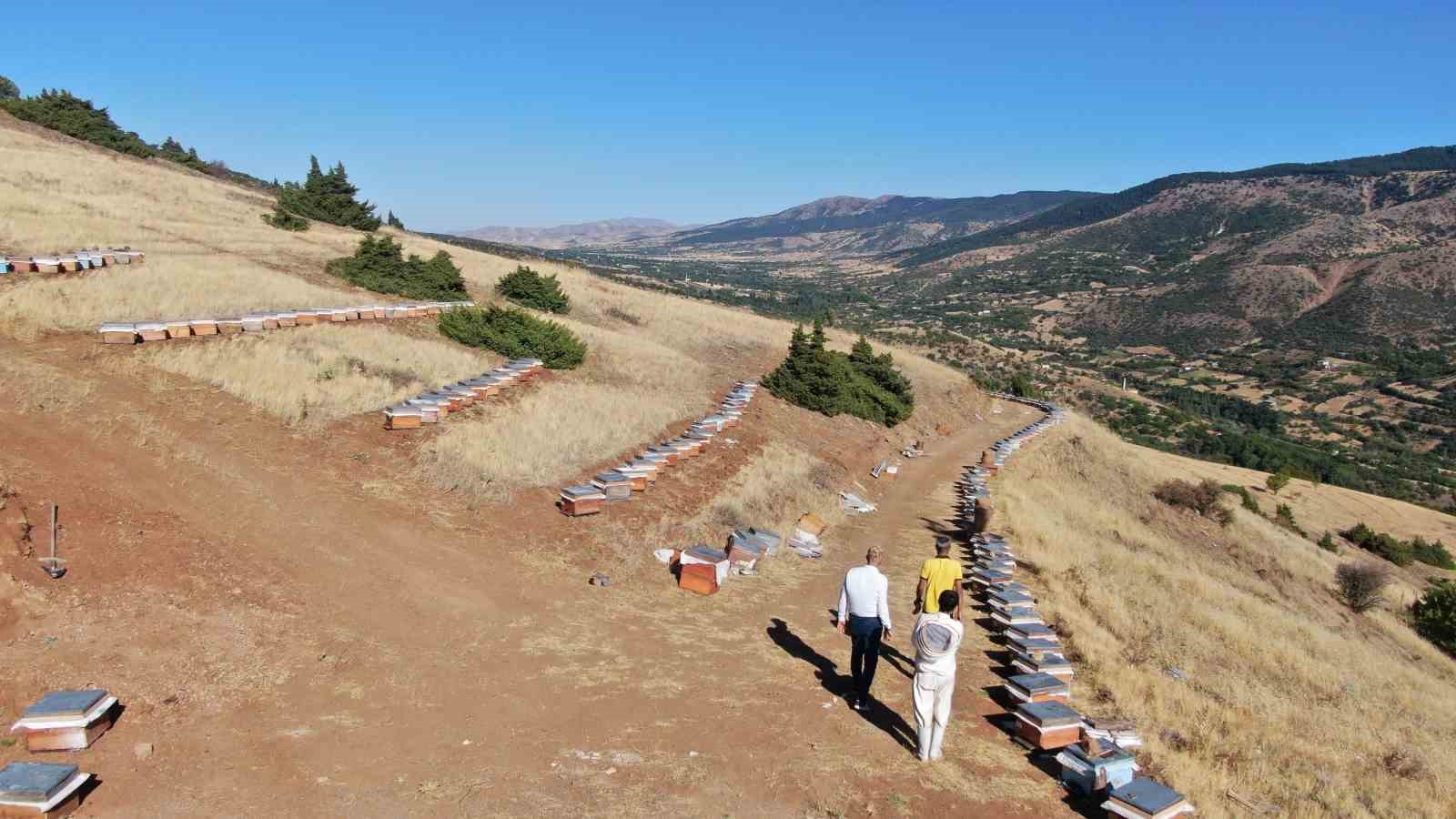 Küresel ısınma arıcıları vurdu, rekoltede bin tondan 500 tona düştü
